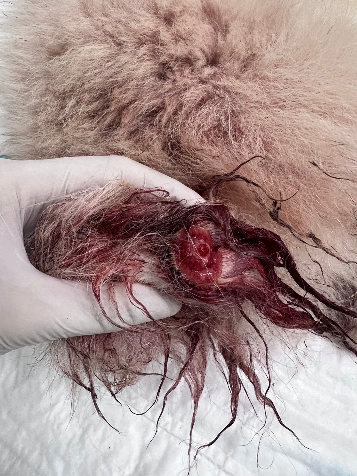 Lesão na porção distal da cauda de um cão, com ferimento aberto e sangramento