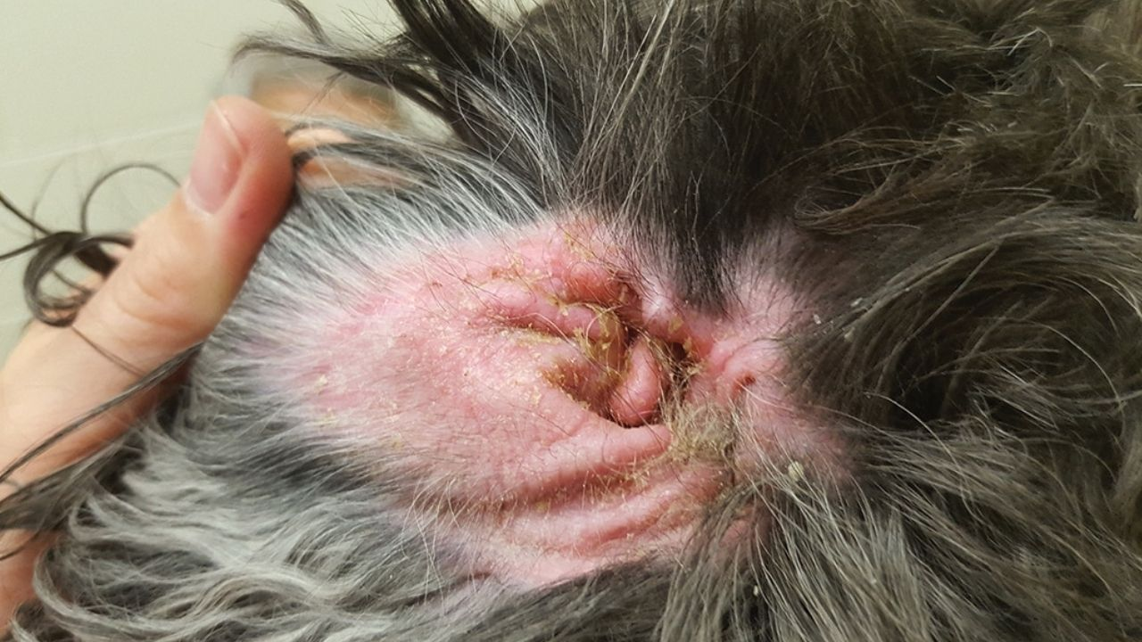 Pavilhão auricular de cão com eritema intenso, secreção ceruminosa amarelada e crostas - quadro típico de otite externa