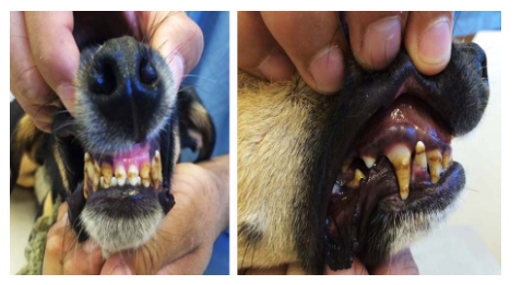 Hipoplasia de esmalte dentário por cinomose canina