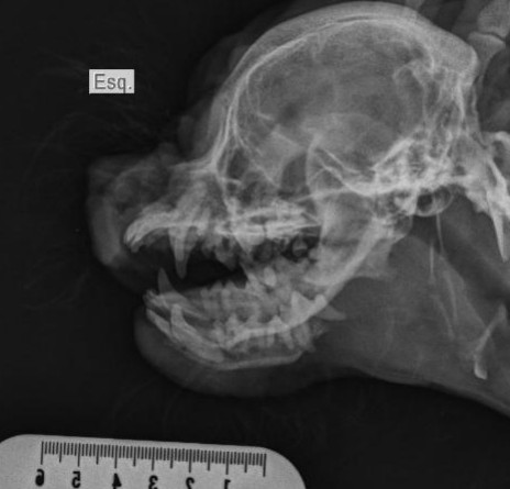 Radiografia lateral esquerda do crânio