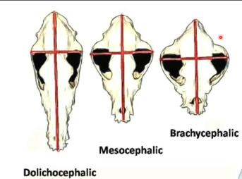 Comparação entre crânios dolicocefálico, mesocefálico e braquicefálico