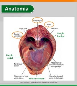 Anatomia cirúrgica do diafragma