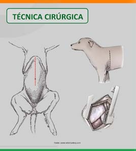 Esquema das incisões para a técnica cirúrgica