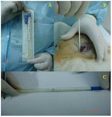 Sequência de coleta de swab auricular: A) swab estéril embalado, B) introdução cuidadosa do swab no conduto auditivo do cão, C) acondicionamento do swab para envio ao laboratório