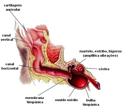 Corte anatômico mostrando cartilagem auricular, canal vertical, canal horizontal, membrana timpânica, ouvido médio e ossículos