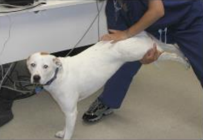 Cão sendo avaliado em reação postural pelo veterinário