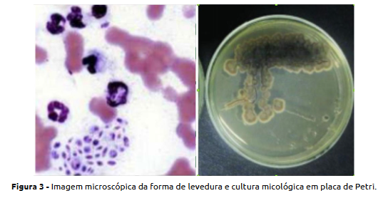 Forma de levedura e cultura micológica