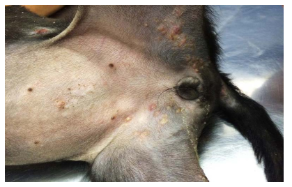 Dermatite vesicular em cão com cinomose canina