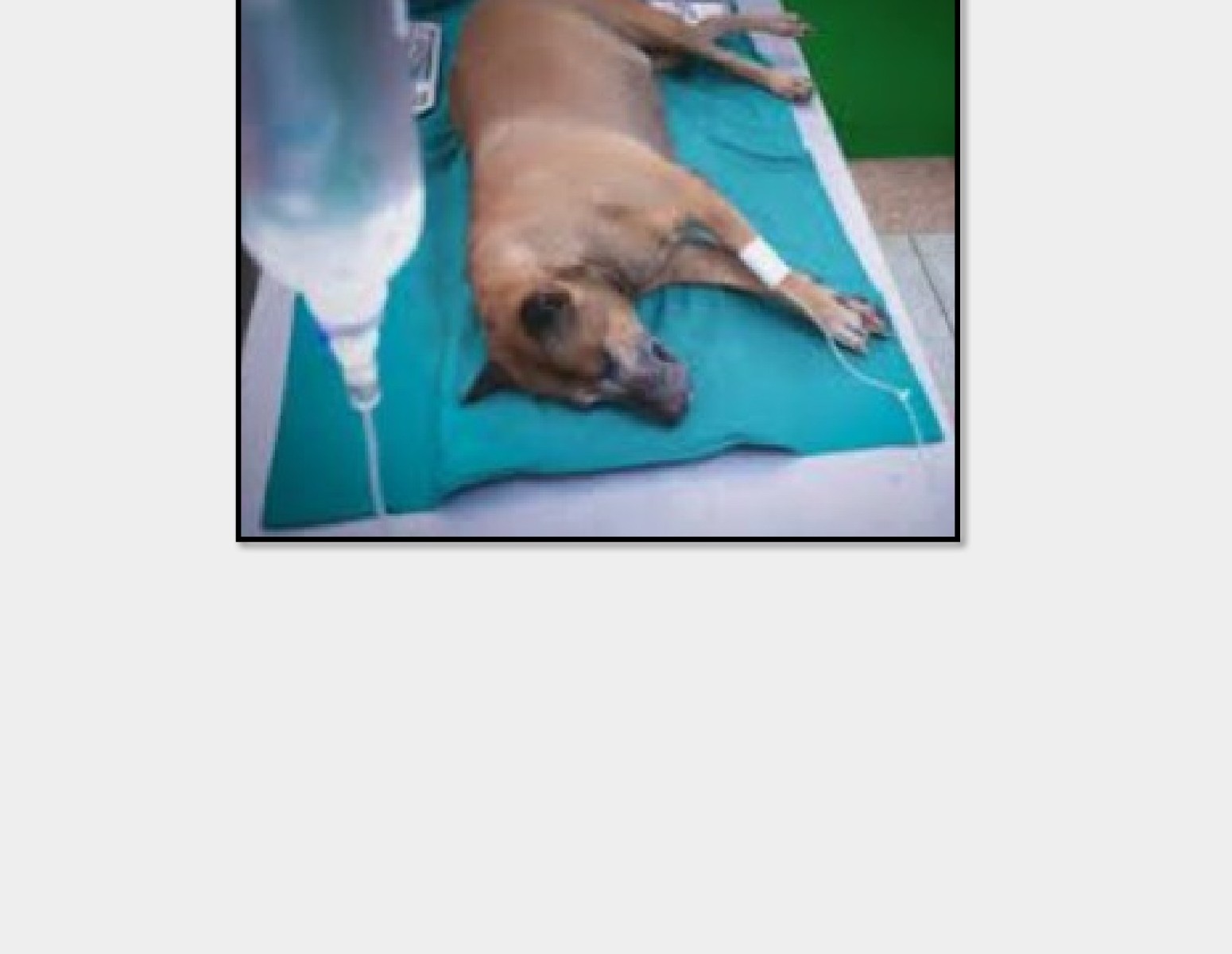 Cão recebendo fluidoterapia