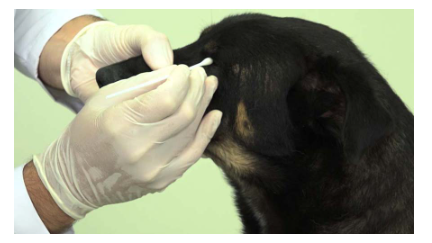 Coleta com swab em cão para diagnóstico de cinomose