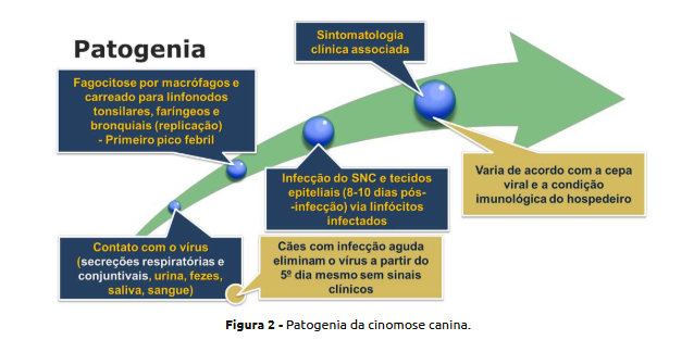 Esquema da patogenia da cinomose canina