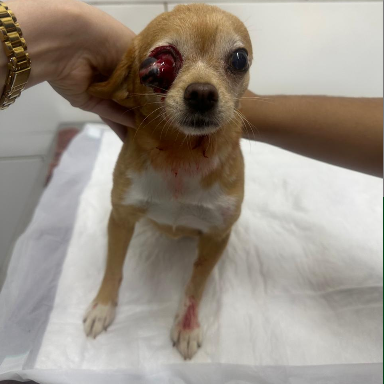 Surpresa, pinscher de 10 anos, com proptose do globo ocular direito no atendimento de emergência