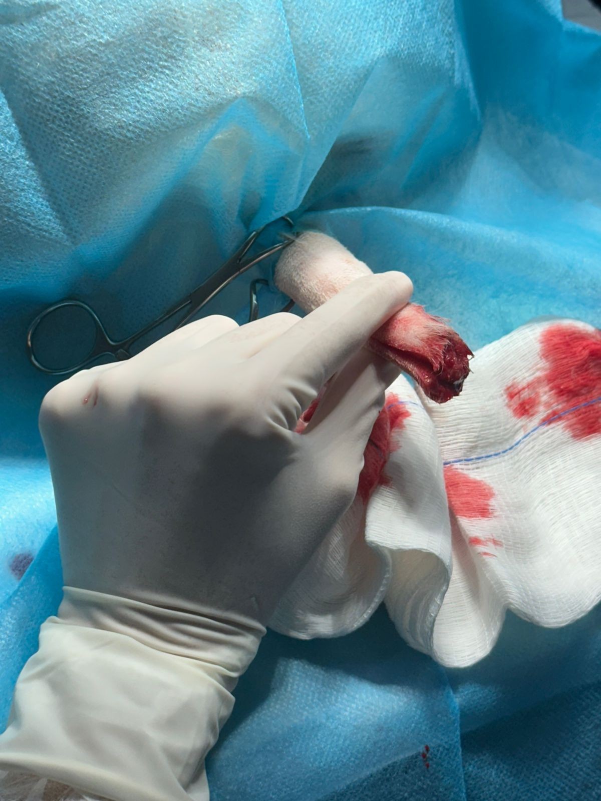 Cauda elevada com pinça durante a cirurgia de caudectomia