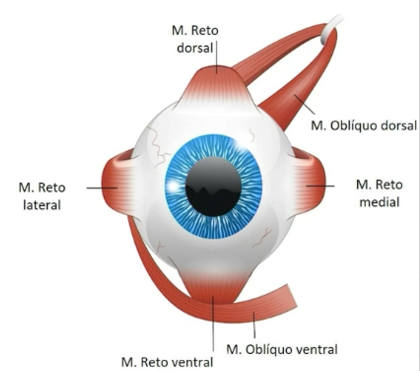 Diagrama dos músculos extraoculares: retos dorsal, ventral, medial, lateral e oblíquos dorsal e ventral