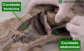 Cavidade torácica e abdominal