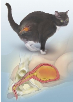Ilustração de gato em posição de urinar com esquema da bexiga repleta e urólitos na uretra