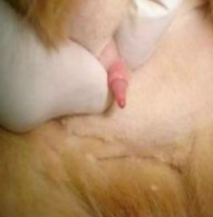 Pênis de gato exposto durante a preparação para cateterismo uretral