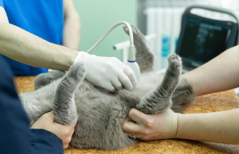 Gato em decúbito dorsal durante exame ultrassonográfico abdominal
