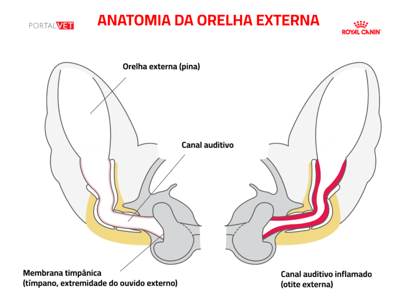 Esquema comparativo da anatomia da orelha externa canina: à esquerda canal saudável, à direita canal auditivo inflamado (otite externa)
