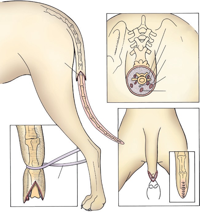Ilustração esquemática da técnica de caudectomia em cão: incisão em V, vasos da cauda e fechamento