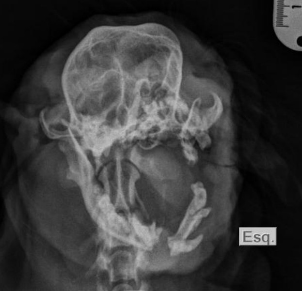 Radiografia de crânio em projeção ventrodorsal