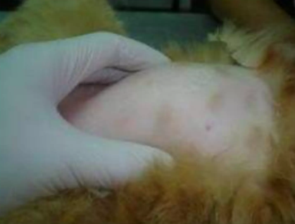 Exame do pênis de gato com exposição manual do prepúcio