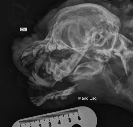Radiografia lateral direita com mandíbula esquerda