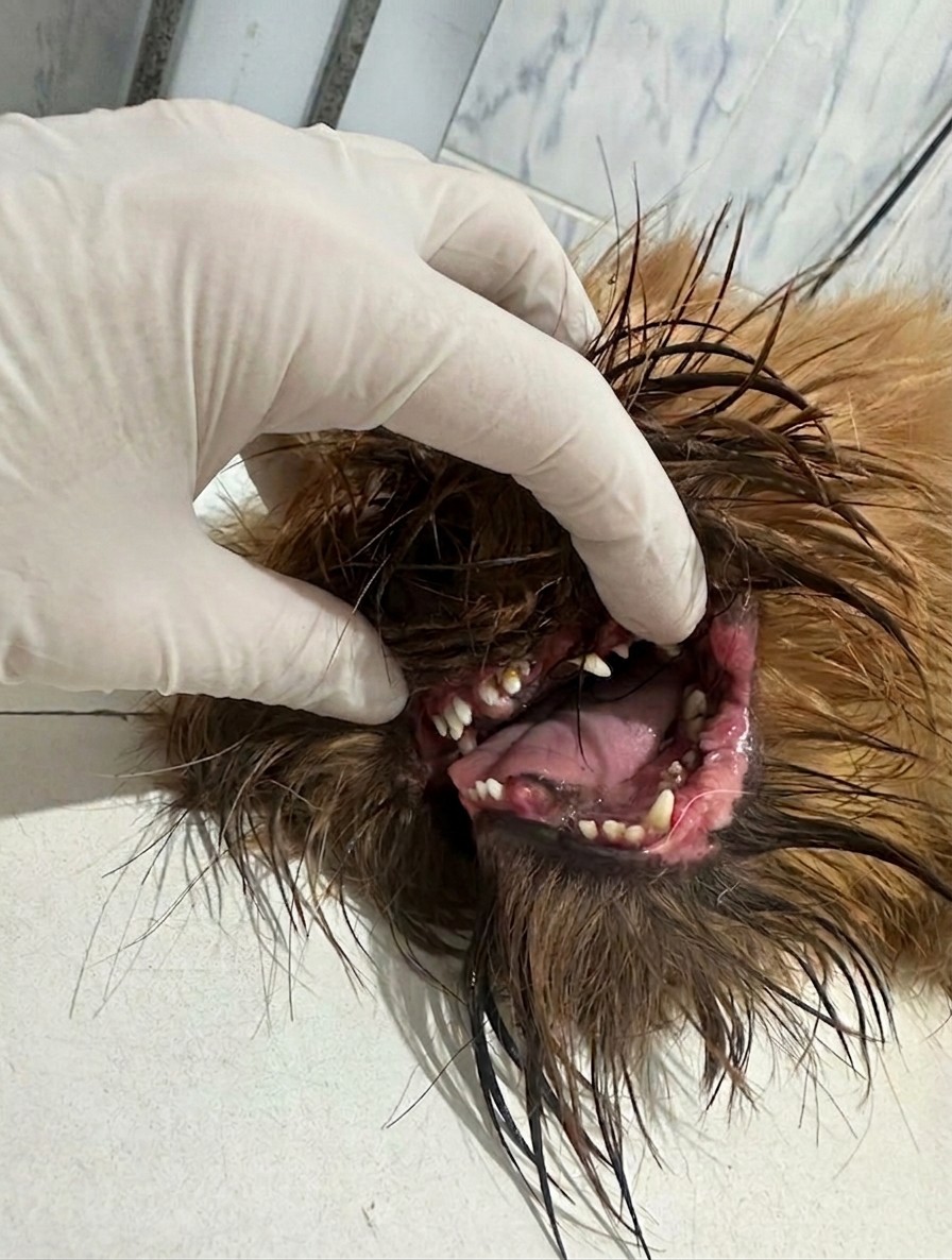 Exame físico da cavidade oral 1