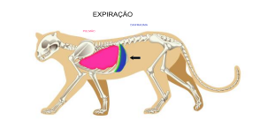 Mecânica respiratória na expiração