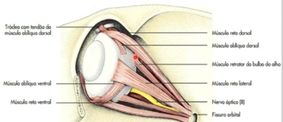 Anatomia orbital com músculo retrator do bulbo, nervo óptico e fissura orbital
