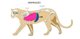Mecânica respiratória na inspiração