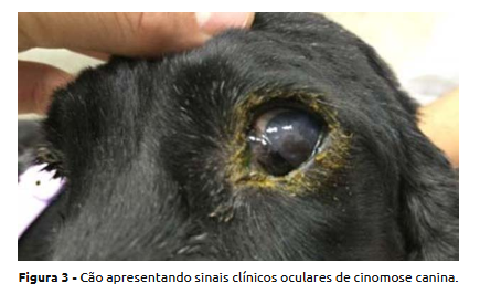 Cão apresentando sinais clínicos oculares de cinomose canina