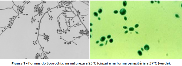 Formas micelial e de levedura do Sporothrix