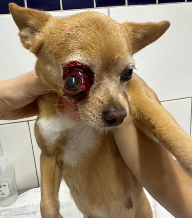 Aproximação do globo ocular proptosado mostrando midríase e congestão