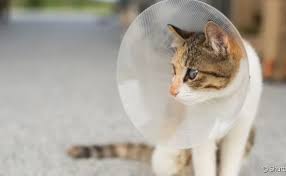 Gato usando colar elizabetano transparente após desobstrução uretral