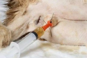 Sonda uretral acoplada a seringa em gato para lavagem vesical