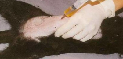 Cistocentese em felino com seringa e agulha na região abdominal caudal
