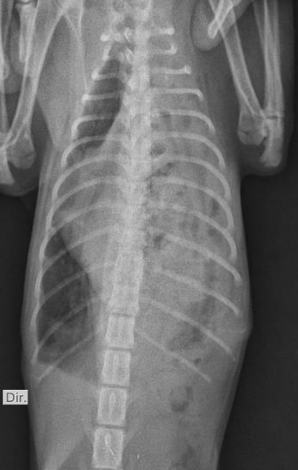 Radiografia torácica ventrodorsal